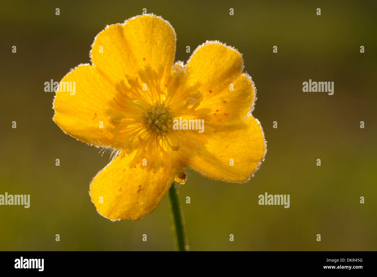 Flower of Meadow Buttercups (Ranunculus acris) on a frosty morning. Powys, Wales. May. Stock Photo