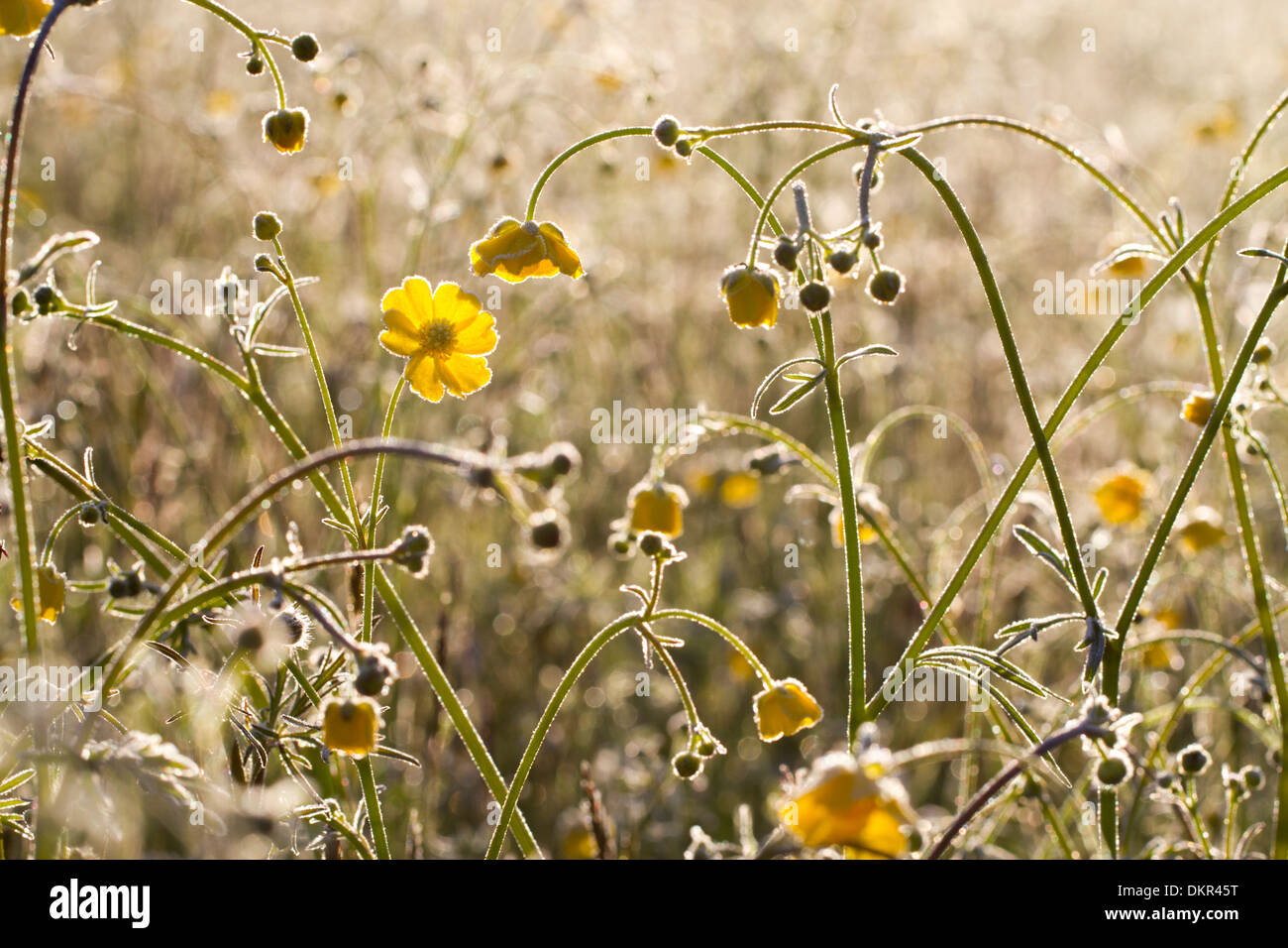 Meadow Buttercups (Ranunculus acris) flowering on a frosty morning. Powys, Wales. May. Stock Photo