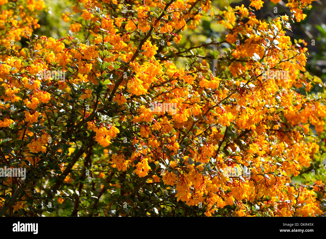 Berberis darwinii flowering in a garden. Powys, Wales. May Stock Photo