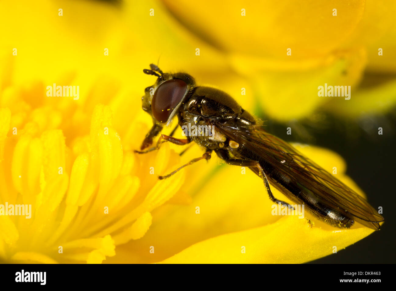 Pale-footed Hoverfly (Platycheirus albimanus) feeding in a buttercup flower. Powys, Wales. May. Stock Photo
