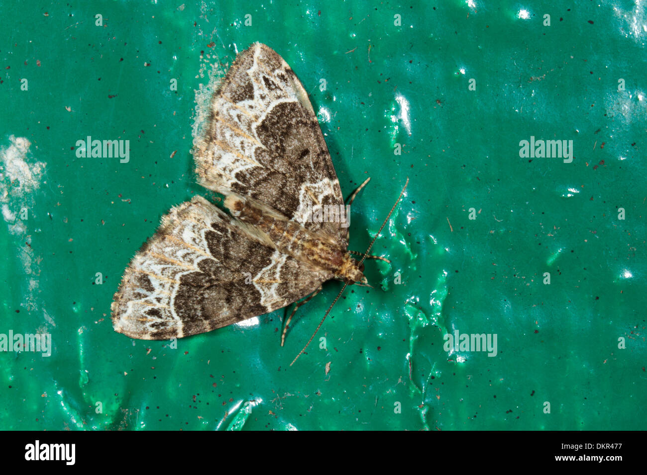 Small Phoenix moth (Ecliptopera silaceata). Resting on a green-painted door. Powys, Wales. May. Stock Photo
