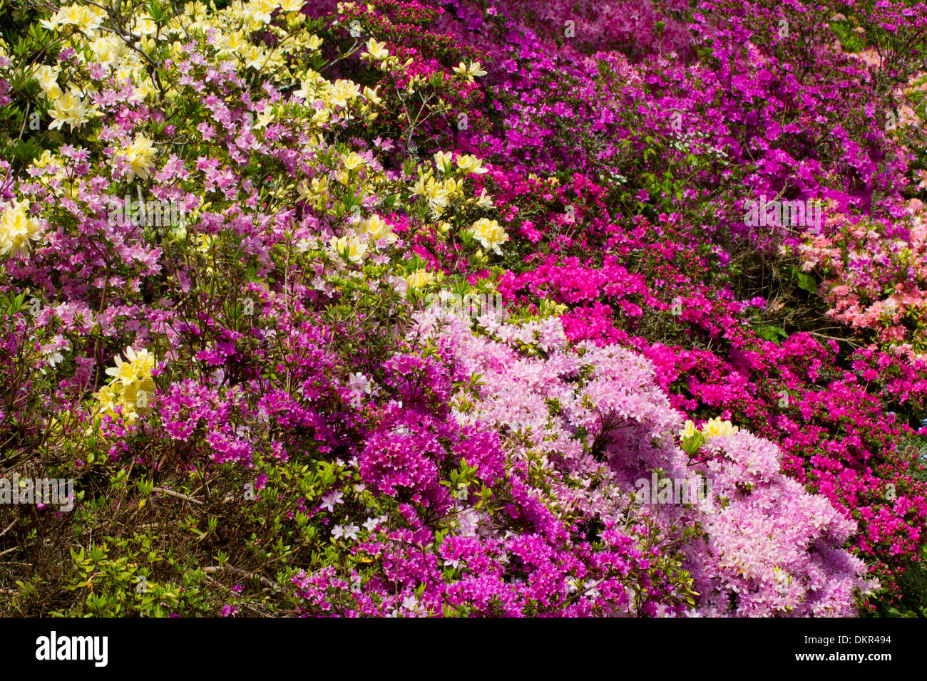 Cultivated hybrids of Azaleas and Rhododendrons flowering in a garden. Herefordshire, England. May. Stock Photo