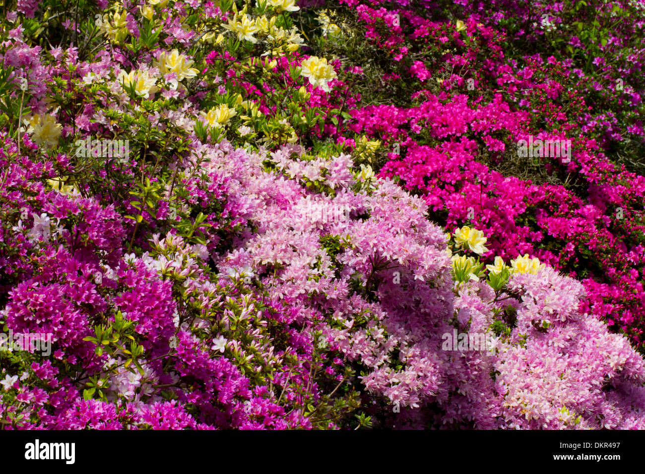 Cultivated hybrids of Azaleas and Rhododendrons flowering in a garden. Herefordshire, England. May. Stock Photo