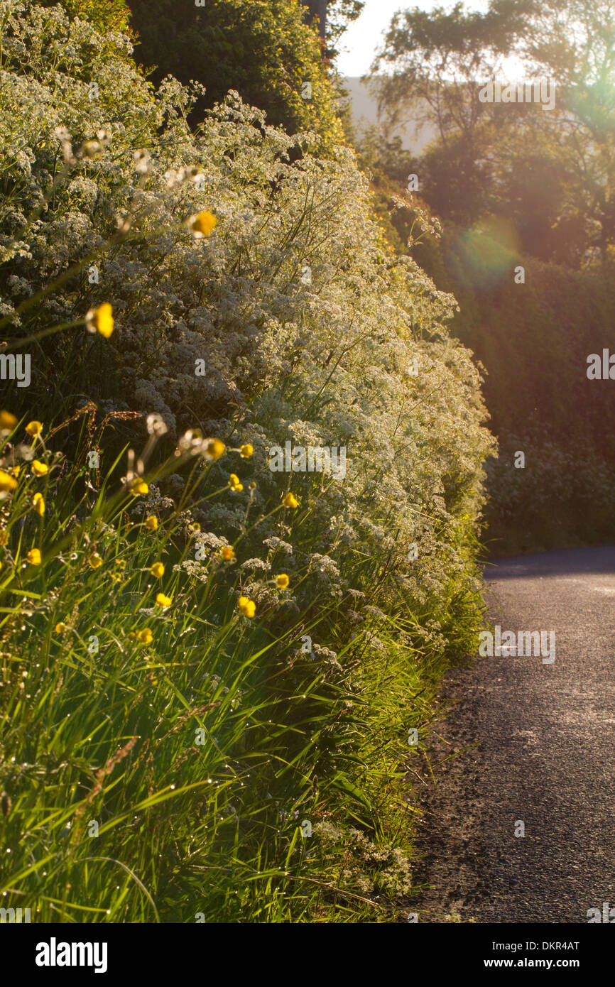 Cow Parsley (Anthriscus sylvestris) flowering on a road verge. Powys, Wales. June. Stock Photo
