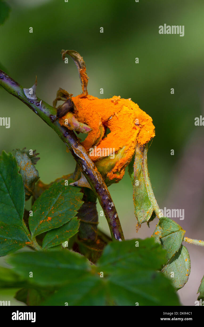 Rust fungus (Phragmidium sp.) fruiting body on a wild rose (Rosa sp.). Powys, Wales. June. Stock Photo