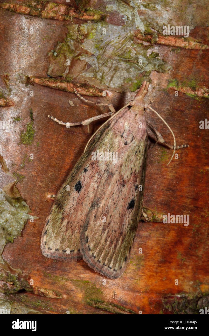 Bee Moth (Aphomia sociella) adult female resting on birch bark. Powys, Wales. June. Stock Photo