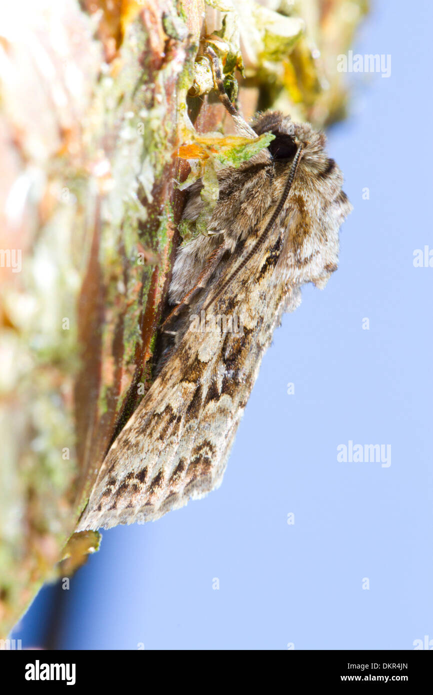 Hadha Insect Hada High Resolution Stock Photography and Images - Alamy