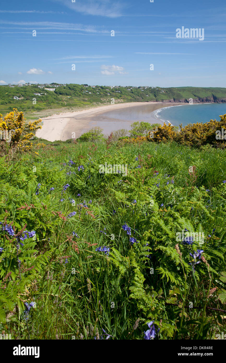 View of cliff top habitat with flowering bluebells and gorse. Freshwater East, Pembrokeshire, Wales. June. Stock Photo
