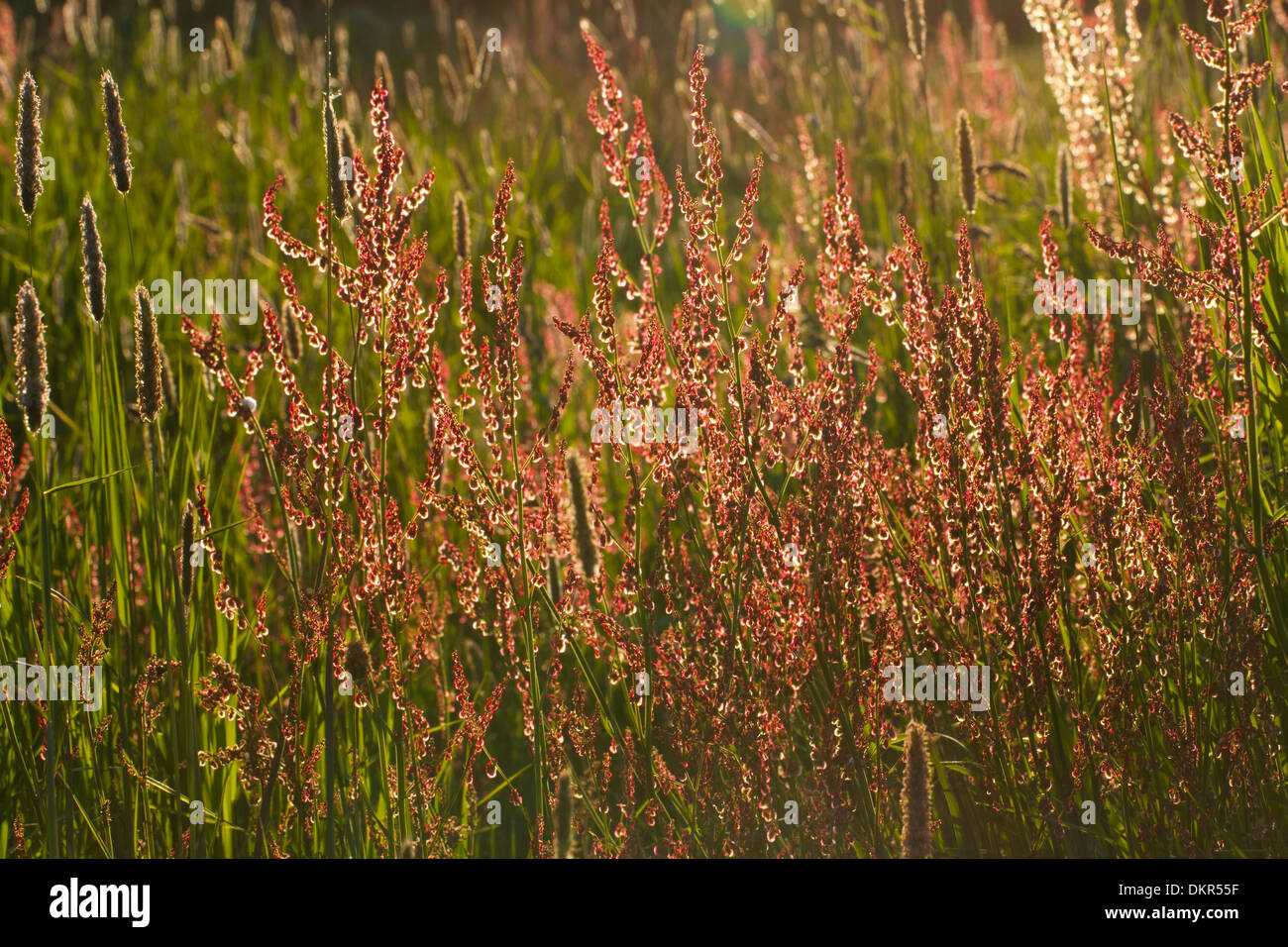 Common sorrel (Rumex acetosa) flowering in grassland. Pemrokeshire, Wales. June. Stock Photo