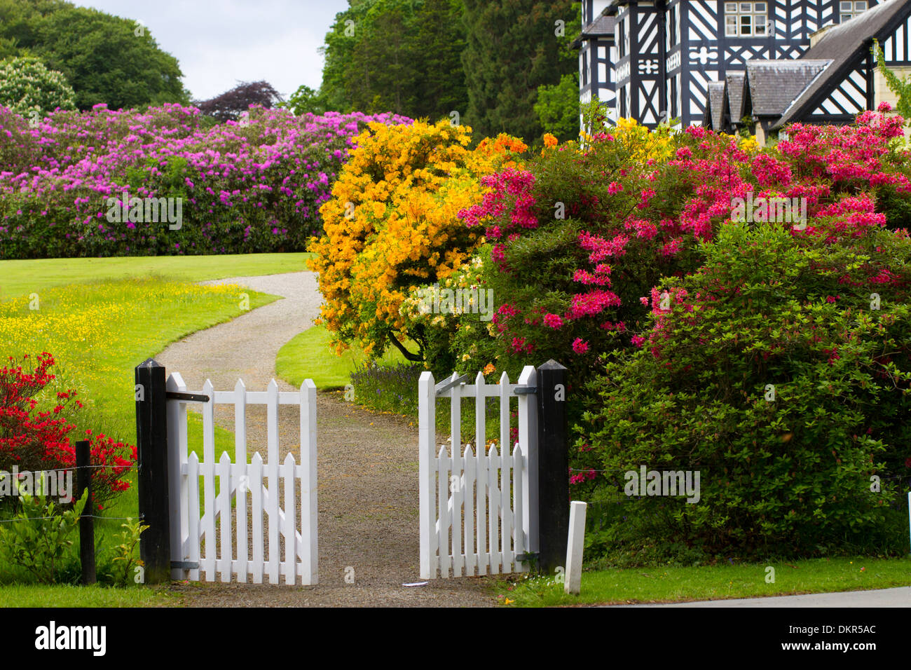 Cultivated hybrids of Azaleas and Rhododendrons flowering in a garden. Gregynog, Powys, Wales. June. Stock Photo