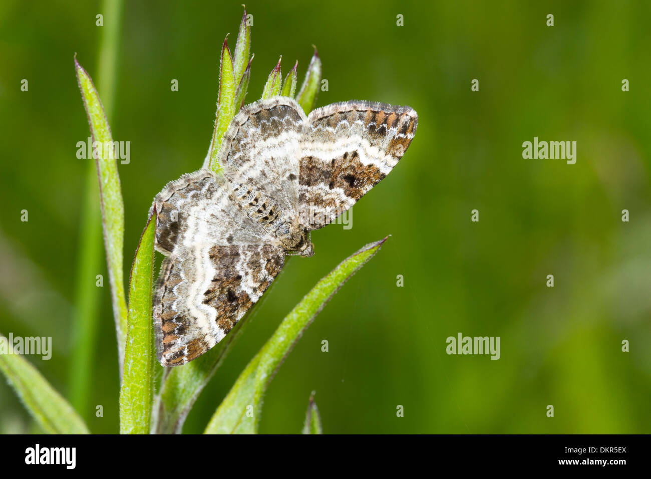 Common Carpet moth (Epirrhoe alternata) adult resting on cleavers