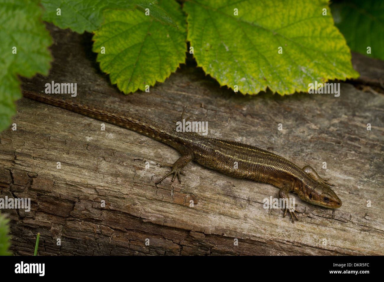 Common or Viviparous Lizard (Zootoca vivipara) adult female basking on a log. Sussex, England. June. Stock Photo