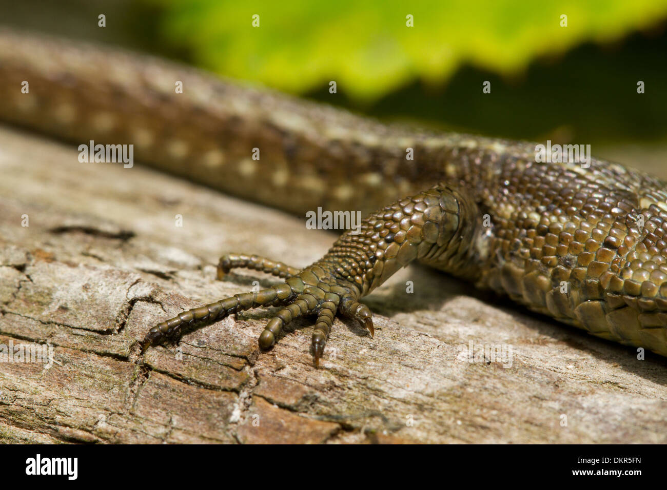 Common or Viviparous Lizard (Zootoca vivipara) close-up of the hind leg of an adult female basking on a log. Stock Photo