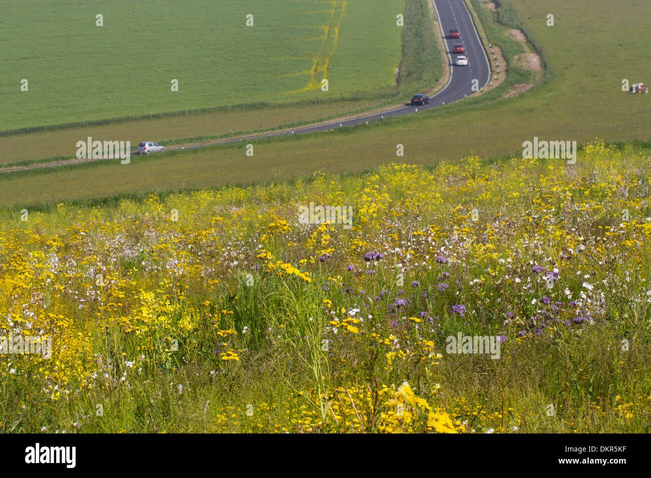 Patch of mixed arable weeds in flower near a road. South Downs, near Woodingdean, Sussex, England. June. Stock Photo