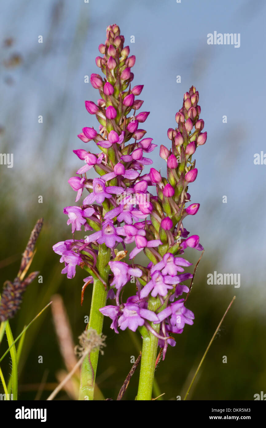 Fragrant Orchids (Gymnadenia conopsea) flowering. Castle Hill NNR, Sussex, England. June Stock Photo
