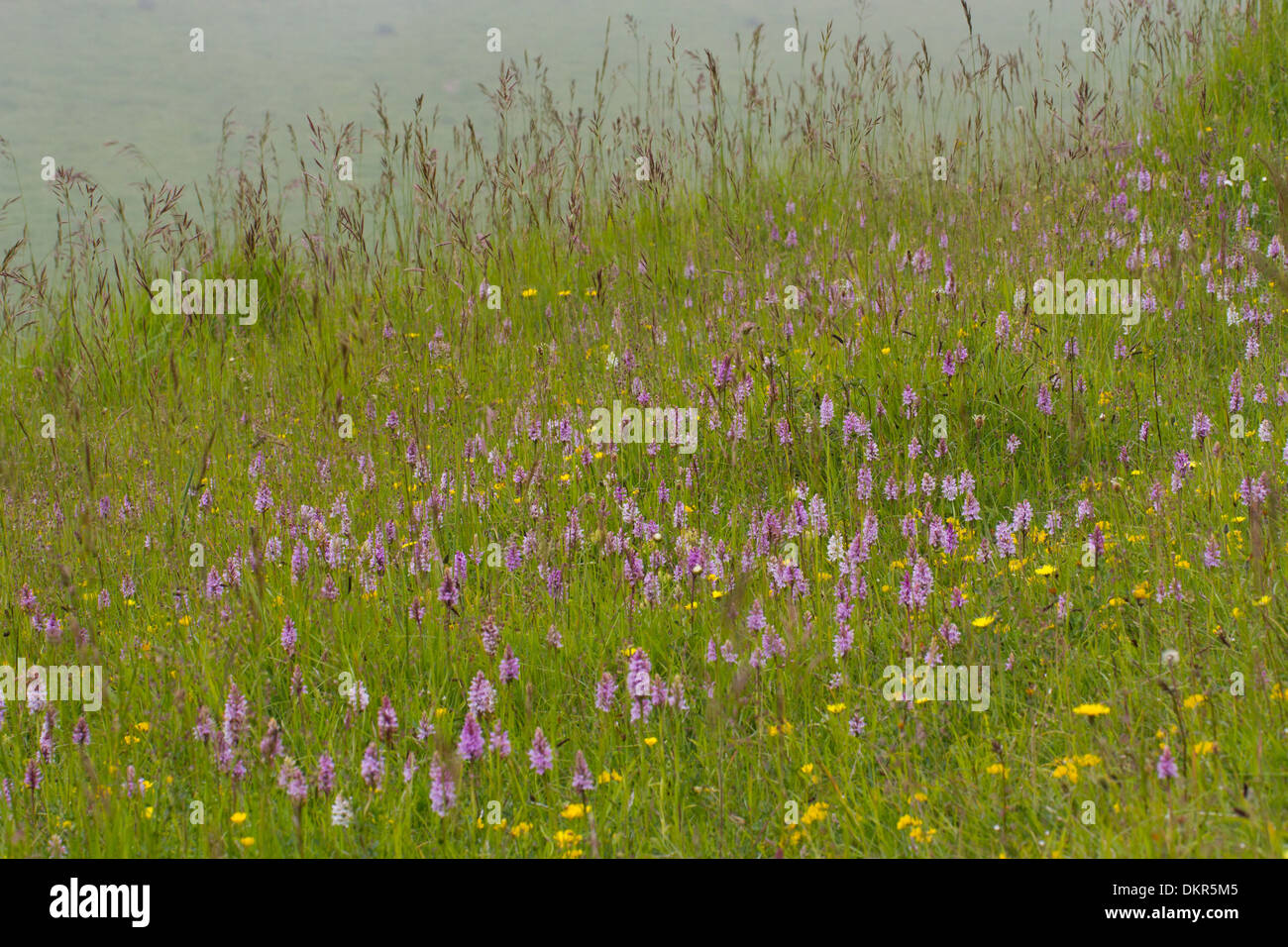 Common Spotted-Orchids (Dactylorhiza fuchsii) flowering. Castle Hill NNR, Sussex, England. June Stock Photo