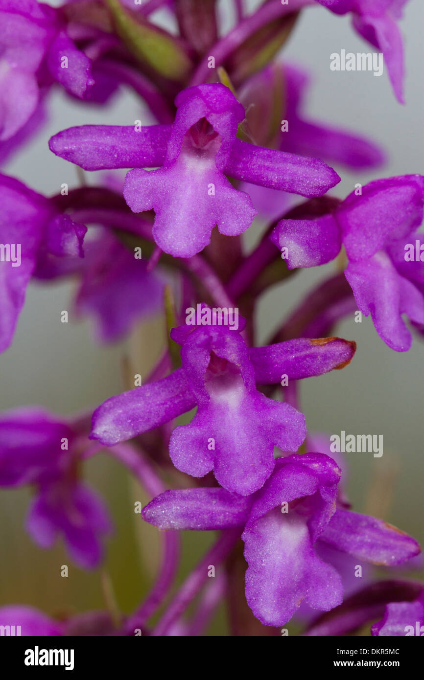 Fragrant Orchids (Gymnadenia conopsea) close-up of flowers. Castle Hill NNR, Sussex, England. June Stock Photo