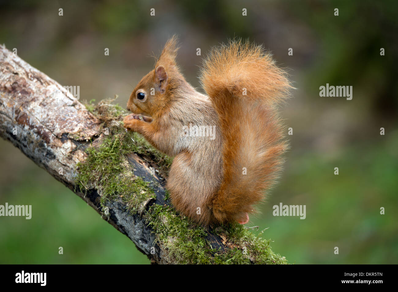 A Red Squirrel in a Woodland Scene near Lockerbie Scotland Stock Photo