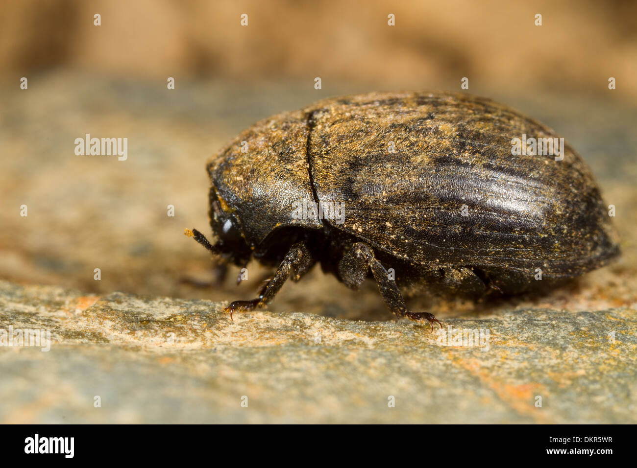 Pill beetle (Byrrhus pilula). Powys, Wales. Stock Photo