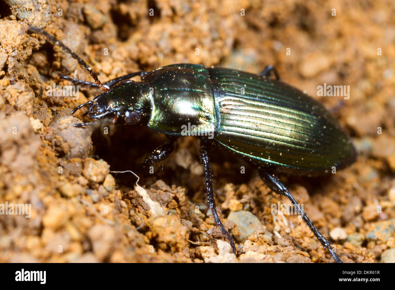 Ground beetle Poecilus cupreus, a predatory beetle of open habitats. Powys, Wales. June. Stock Photo