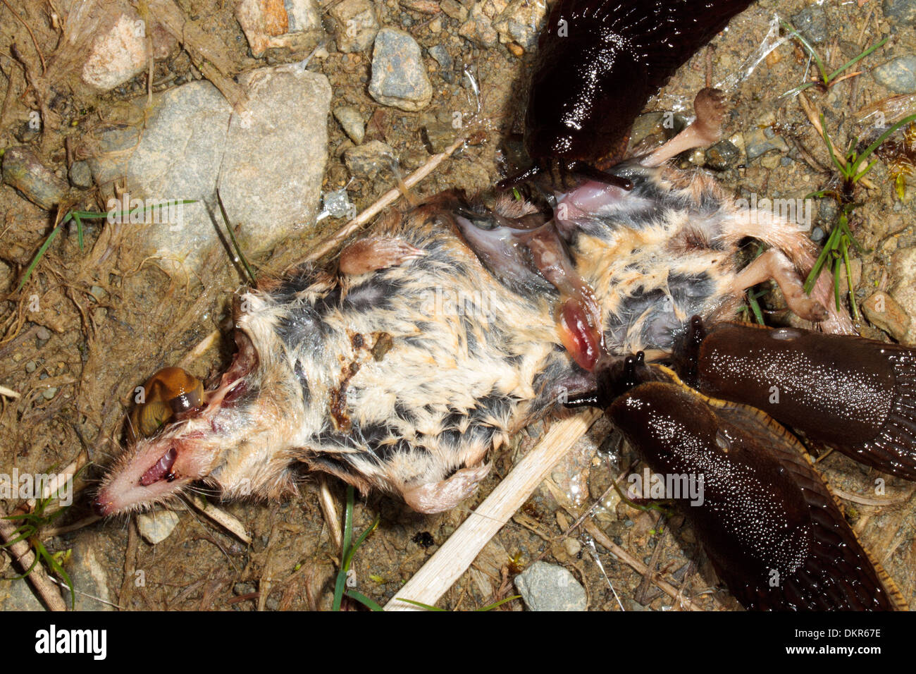 Large Garden slugs (Arion ater) feeding on the corpse of a Common Shrew (Sorex araneus). Powys, Wales. July. Stock Photo