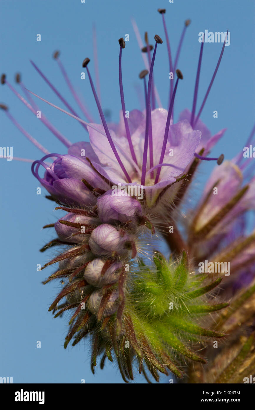 Tansy Phacelia (Phacelia tanacetifolia) flowers. Powys, Wales. July. Stock Photo