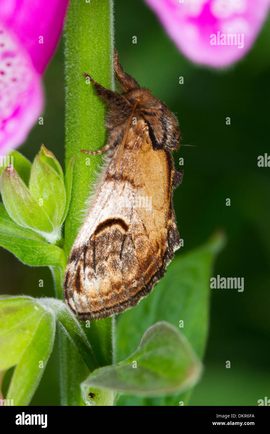 Pebble Prominent moth (Notodonta ziczac) adult resting on a foxglove. Powys, Wales. July. Stock Photo