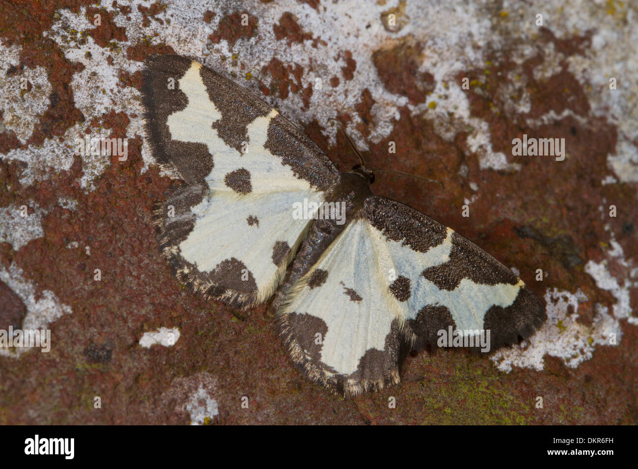 Clouded Border moth (Lomaspilis marginata) adult on a brick wall. Powys, Wales. July. Stock Photo