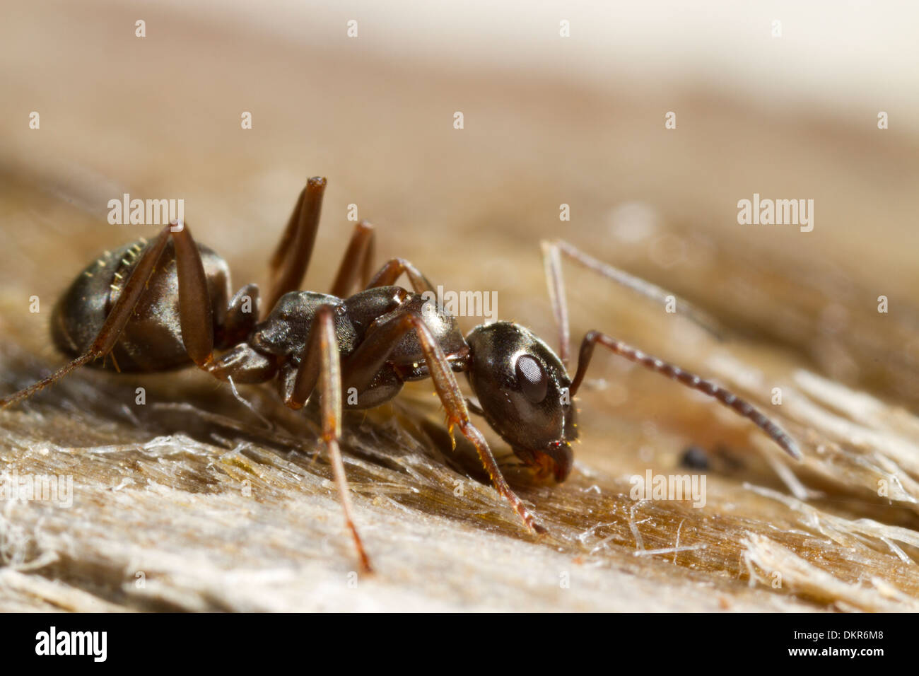 Negro Ant (Formica fusca) worker on wood. Powys, Wales. July Stock Photo