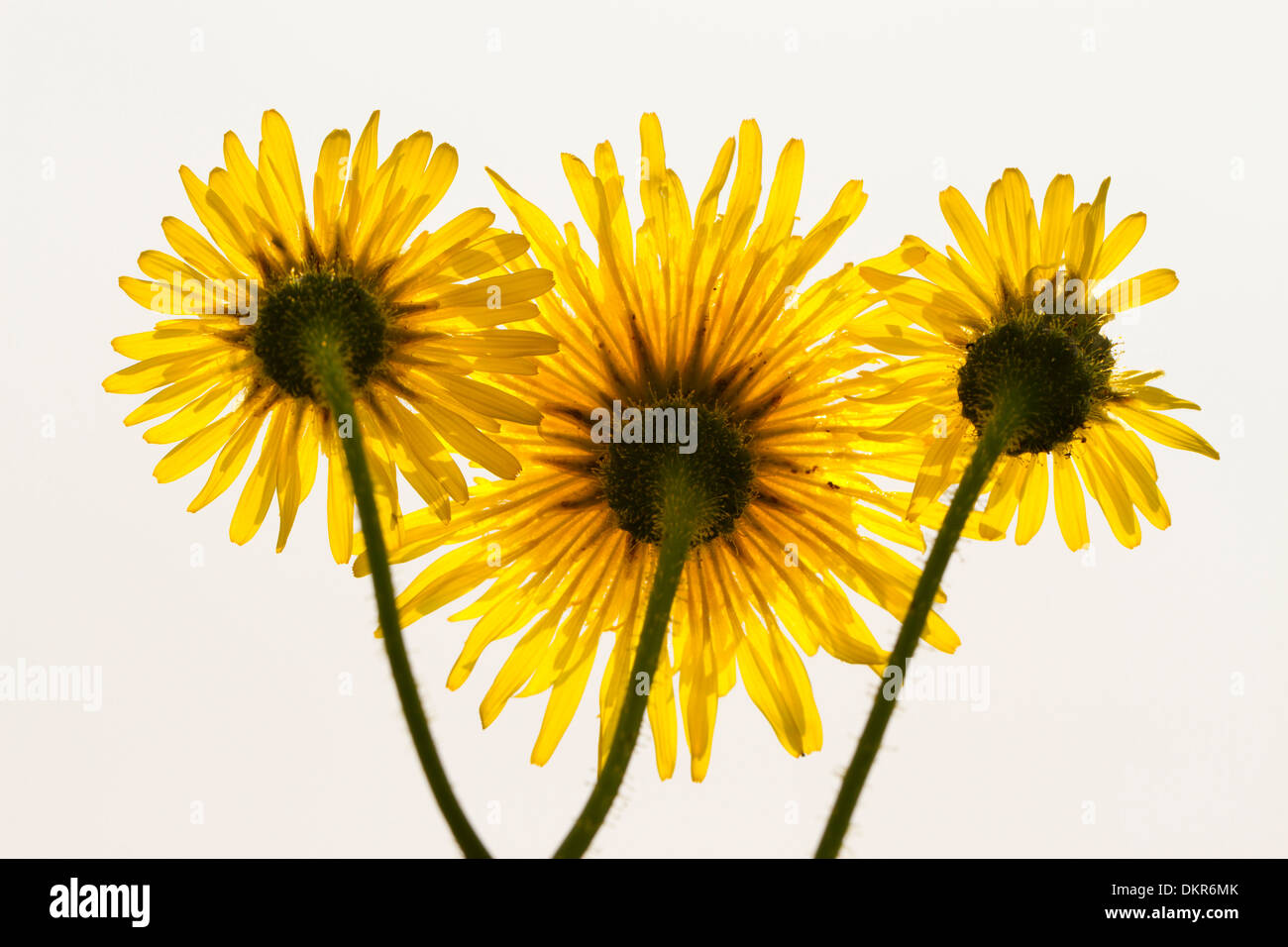 Flowers of Perennial sowthistle (Sonchus arvensis). Powys, Wales. July. Stock Photo