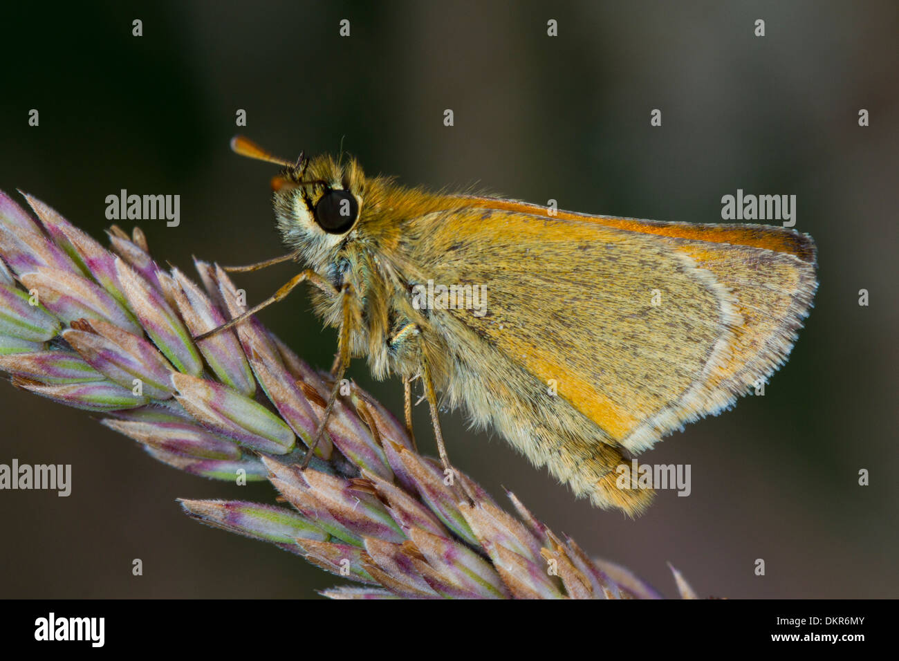 Small Skipper butterfly (Thymelicus sylvestris). Powys, Wales. Stock Photo
