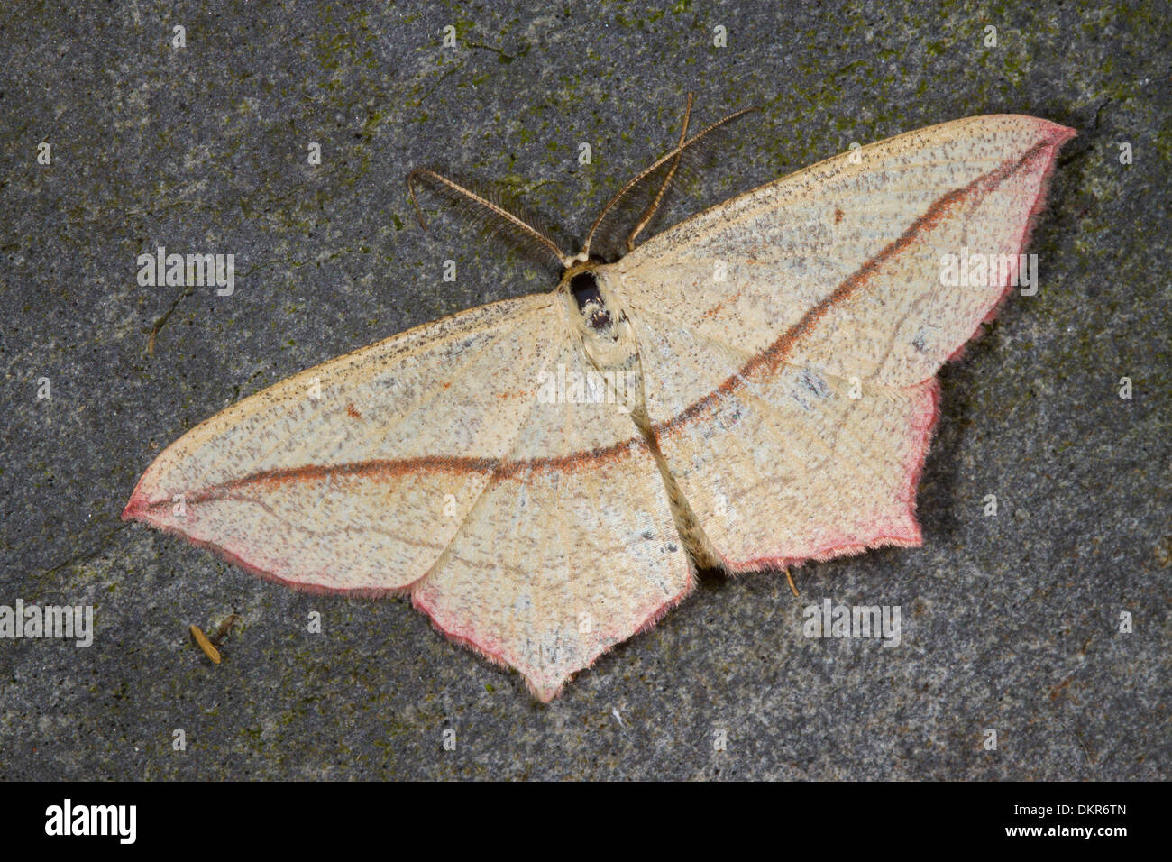 Blood-vein moth (Timandra comae) adult. Powys, Wales. July. Stock Photo