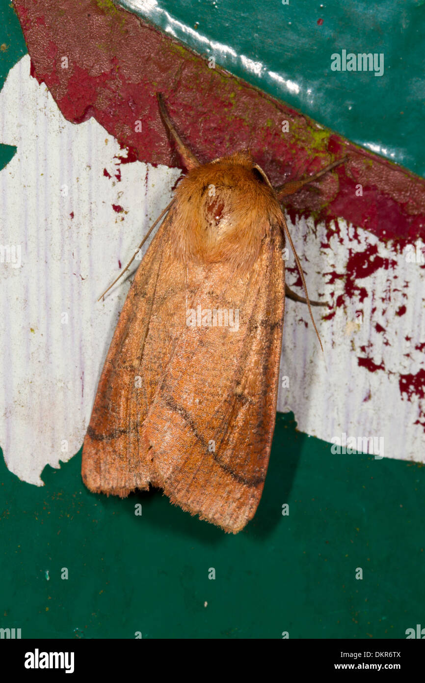Double Line moth (Mythimna turca) adult. Powys, Wales. July. Stock Photo