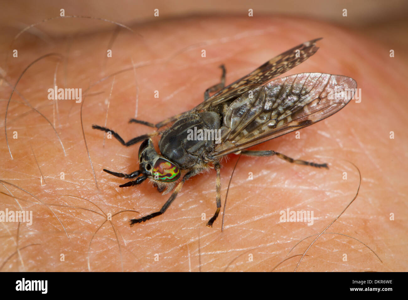 Cleg or Horse-fly (Haematopota pluvialis) biting the photographers hand. Powys, Wales. July. Stock Photo