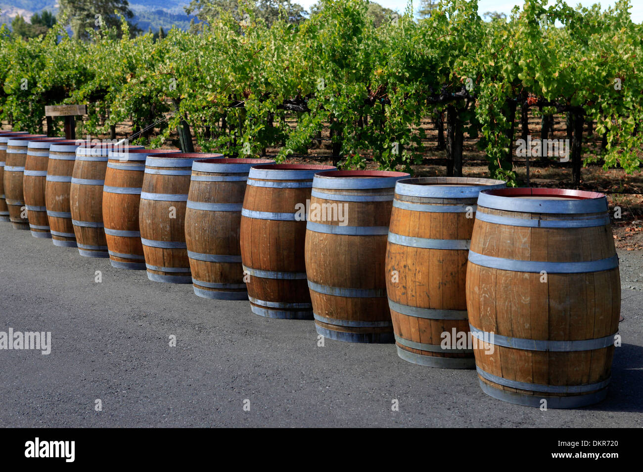 Wine barrels, Napa Valley, California Stock Photo Alamy