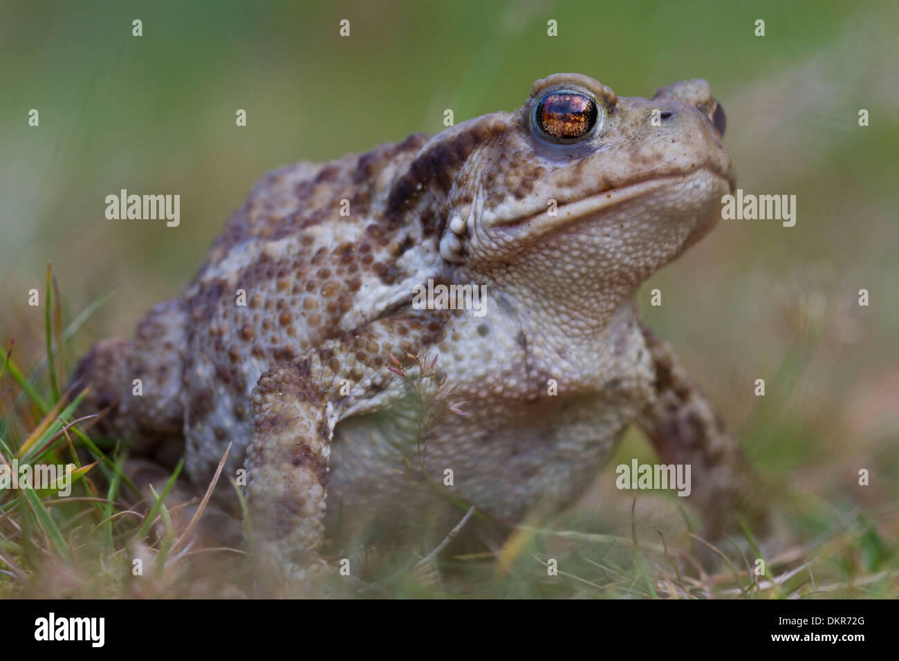 Common Toad (Bufo bufo) adult. Powys, Wales. July. Stock Photo