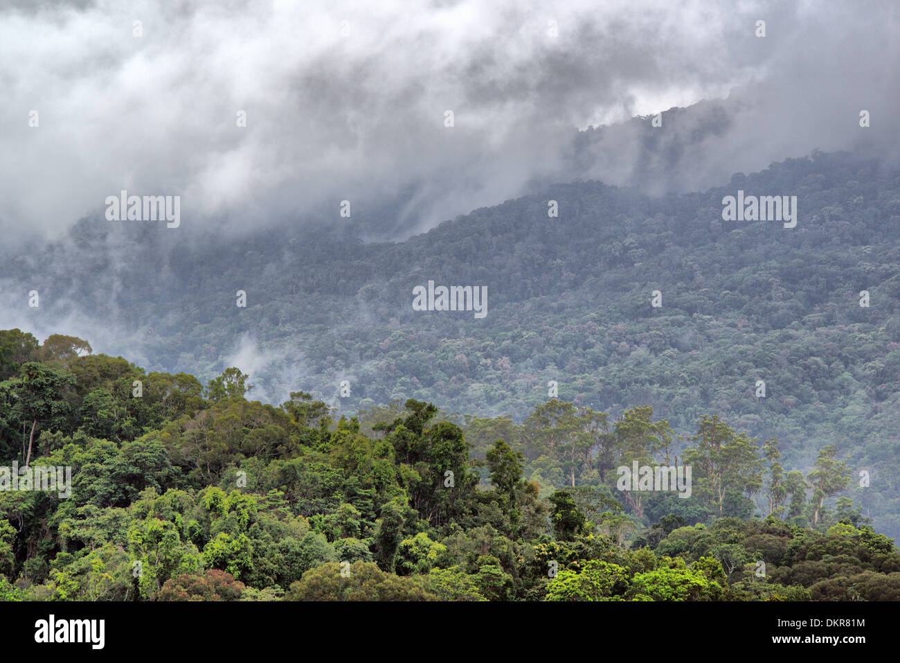 Rainforest near Cairns, Queensland, Australia Stock Photo