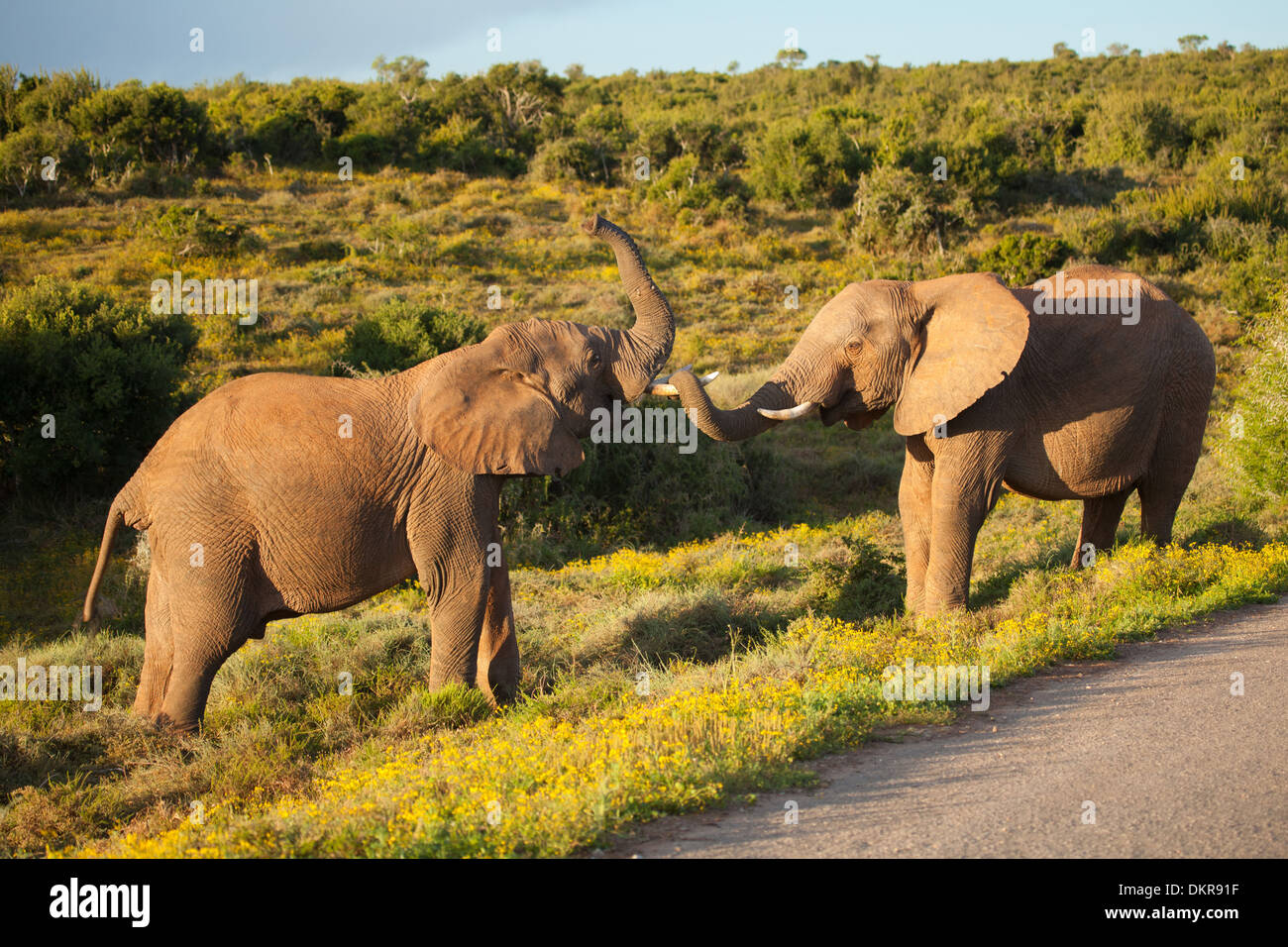 Fighting, Elephants, Addo Elephant, National Park, South Africa, Africa, animals Stock Photo