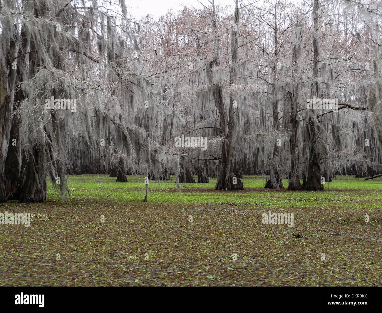 Bald-cypress Bald cypress Caddo lake Cupressaceae Salvinia molesta Spanish moss Swamp Cypress Texas Tillandsia usneoides Stock Photo