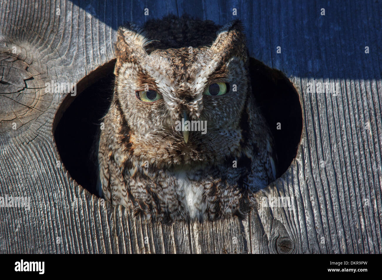 Eastern Screech Owl, Gray-phase, Megascops asio, Richardson, Strigidae, USA, birds of prey, gray morph, owl house, owl Stock Photo