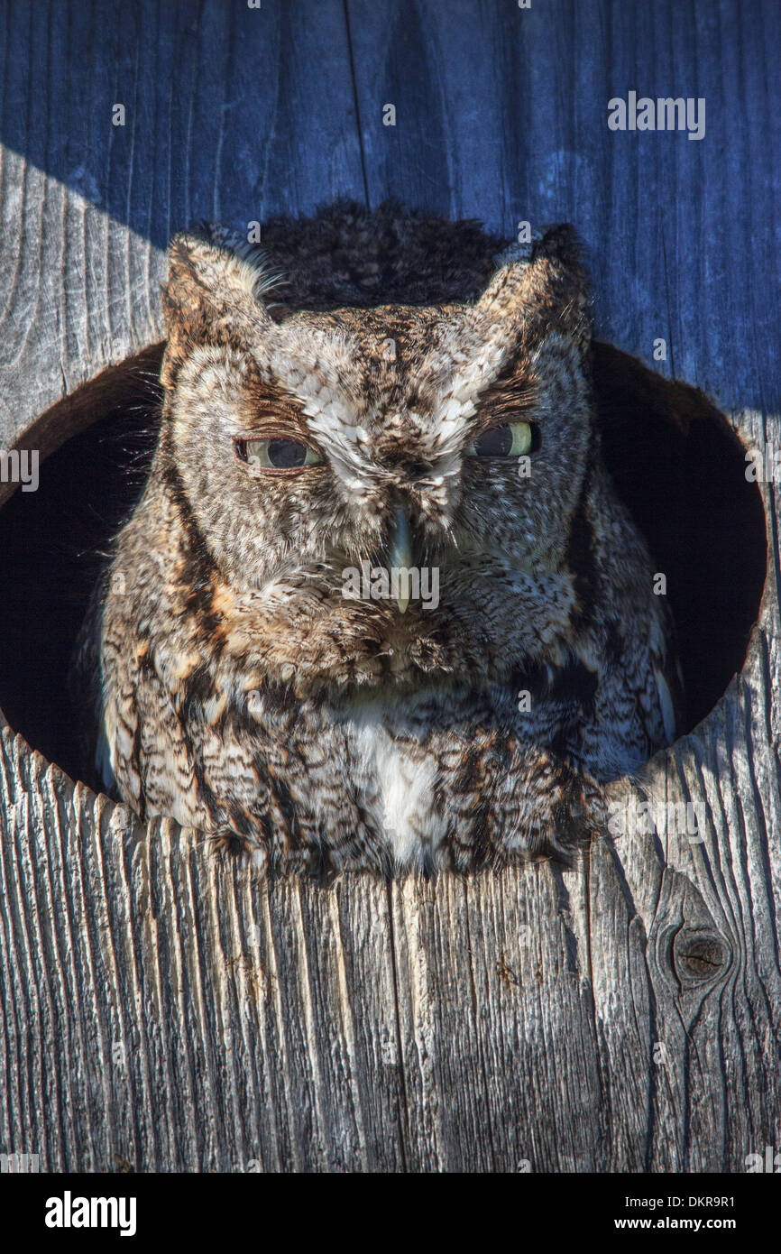 Eastern Screech Owl, Gray-phase, Megascops asio, Richardson, Strigidae, USA, birds of prey, gray morph, owl house, owl Stock Photo