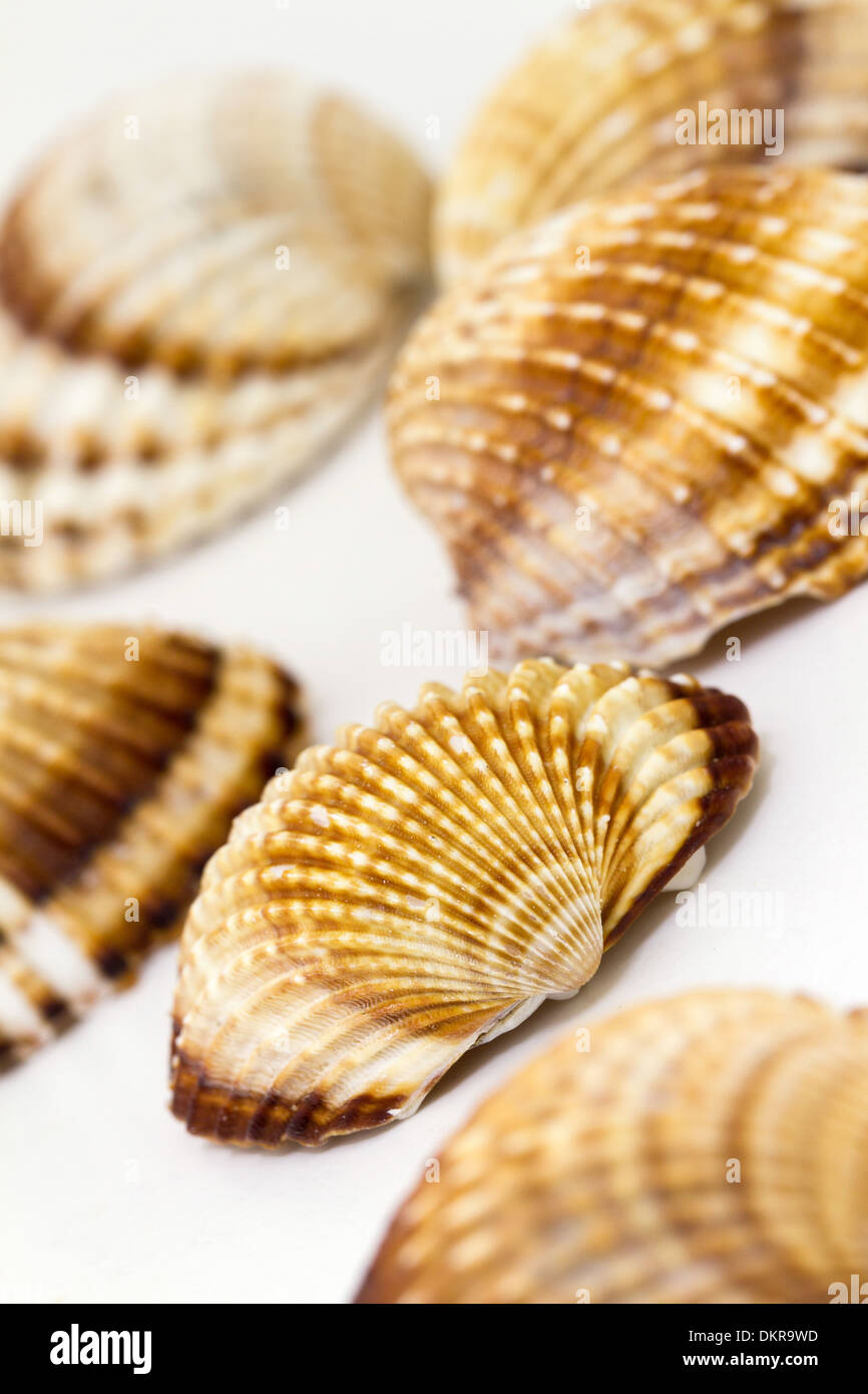 Beautiful many brown sea shells Stock Photo Alamy