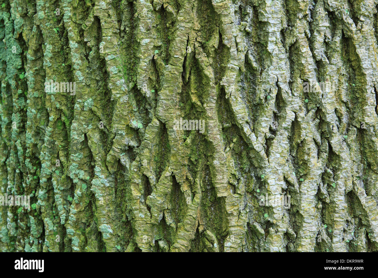 Maple Tree Bark Trunk Detail Background Macro Close Up Bark Switzerland Sihlwald Structure Wood Forest Canton Zurich Concepts Stock Photo Alamy