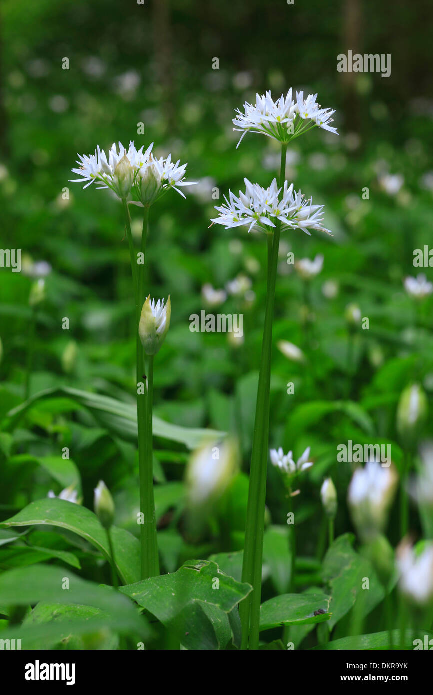 Allium ursinum flower blossom flourish bear leek ramson buckrams detail spring vegetables macro close-up plant Switzerland Stock Photo