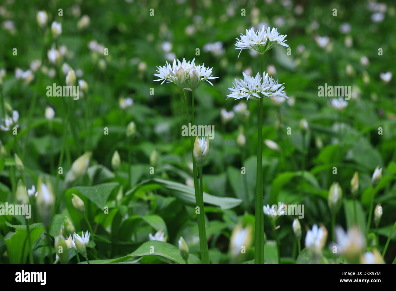 Allium ursinum flower blossom flourish bear leek ramson buckrams detail spring vegetables macro close-up plant Switzerland Stock Photo