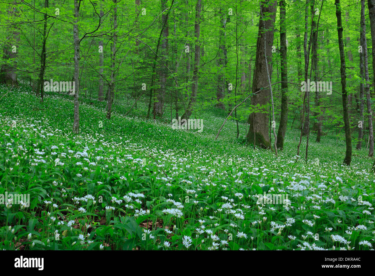 Allium ursinum tree flower blossom flourish beeches beech forest bear leek ramson buckrams trees spring vegetables plant Stock Photo