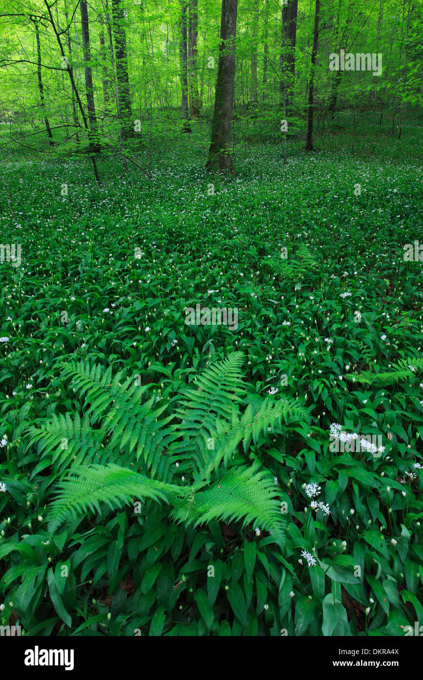 Bear Beech Tree Allium ursinum tree flower blossom flourish beeches beech forest bear ...
