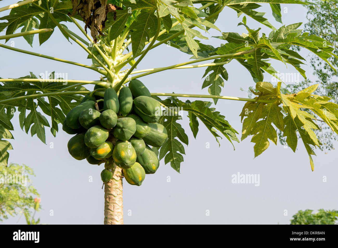 Papaya fruit on tree. India Stock Photo Alamy