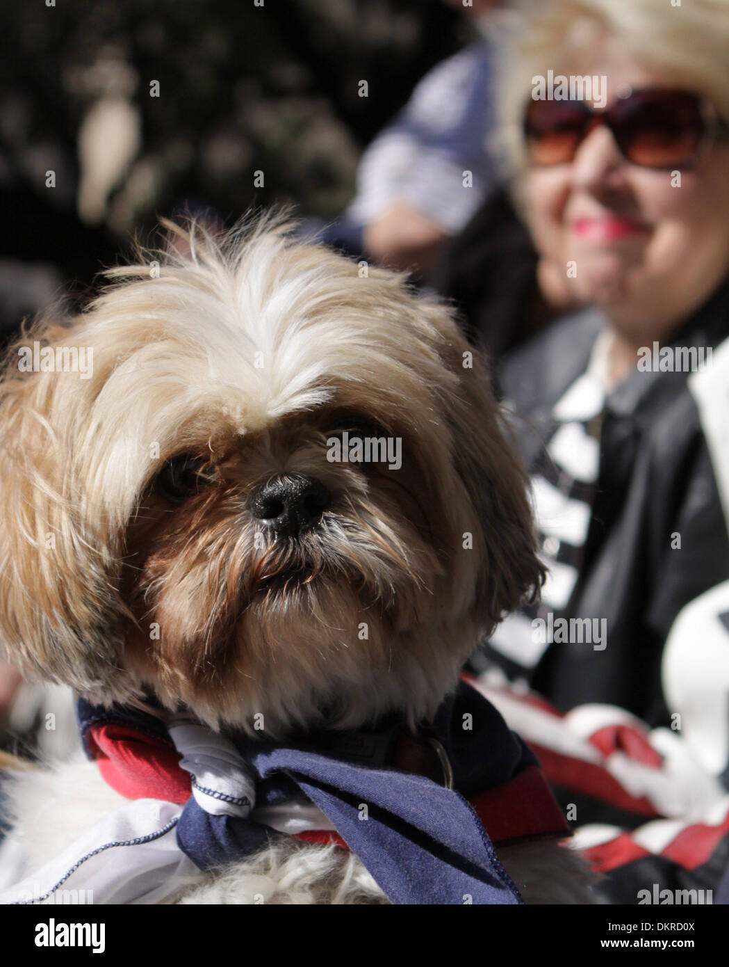 Feb 27, 2010 - Dallas, Texas, USA - Party supporter JACKIE STEWART and her dog Cookie enjoy a Tea Party rally at City Hall, a rally in celebration of the party’s first anniversary. (Credit Image: © Robert Hughes/ZUMA Press) Stock Photo