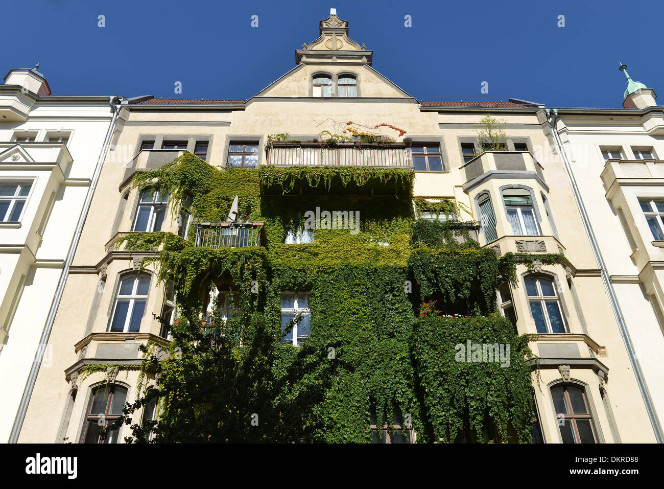 Fassadenbegruenung, Immanuelkirchstrasse, Prenzlauer Berg, Berlin, Deutschland / Fassadenbegrünung Stock Photo